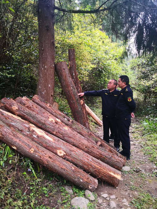 余慶縣綜合行政執法局查獲一起盜伐林木案