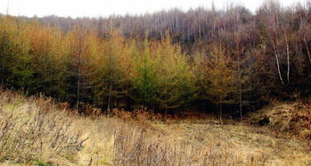 探訪張家川首個(gè)國(guó)字號(hào)生態(tài)建設(shè)項(xiàng)目地