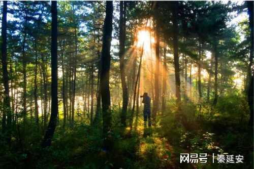 從林木匱乏到滿山蔥郁,40年來(lái)子午嶺生態(tài)逆轉(zhuǎn),華北豹王者歸來(lái)