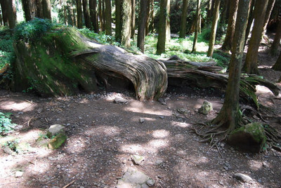 臺灣行--傳說中的阿里山