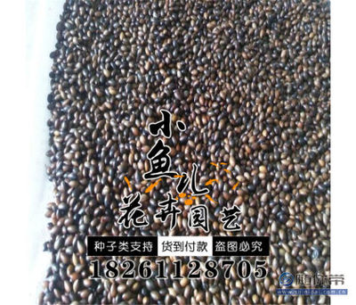 【廠家直銷林木種子金絲楠木種子價格貨源足種子銷售】沭陽縣扎下鎮小魚兒花卉園藝場 - 產品庫