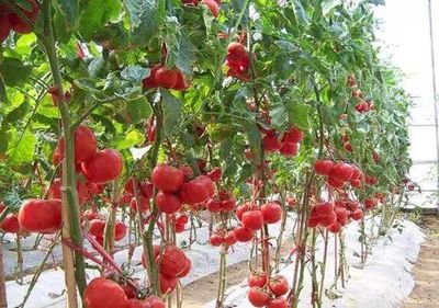 擴進口 促升級 | 蔬菜&ldquo;聯合國&rdquo;背后的產業升級