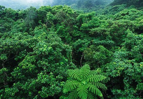 泓森槐林木生物質能源林發展潛力分析