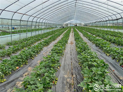 漢臺區多措并舉助力農產品穩產保供