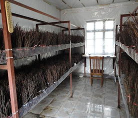 億鳴金蟬成活率高 知了猴養殖技術