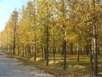 邳州市粒?？点y杏苗圃 6公分的銀杏樹多少錢 天津銀杏樹多少錢