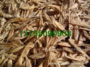 糖槭種子,林木種子.造林種子.種子市場行情_農副產品_世界工廠網