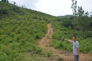 英德有人無證砍伐林木獲利10余萬元,結(jié)果......