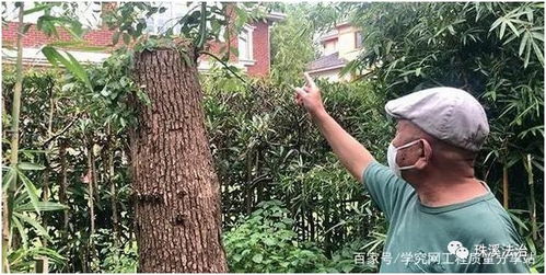 自己種的樹可以隨便砍嗎 不行