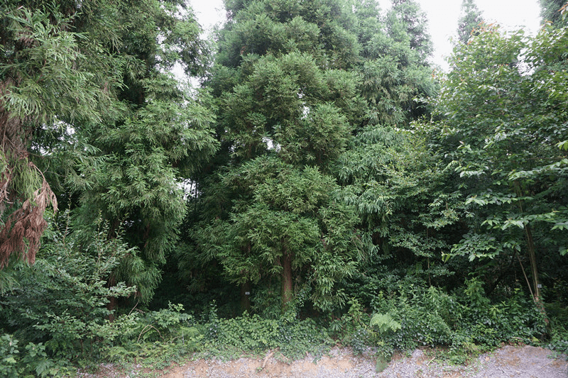 曝光│景邁山農戶毀壞林木受罰_瀾滄縣