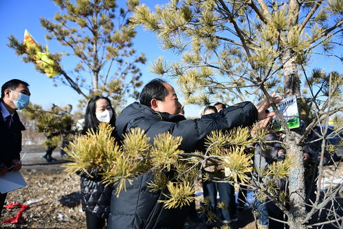 陽原縣生態(tài)林木認(rèn)養(yǎng)活動(dòng)啟動(dòng)