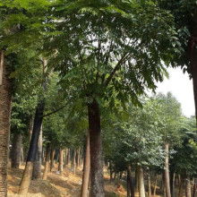 東營區(qū)碩豐林木種植農民專業(yè)合作社