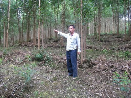 柳州森林公安半月內連破13起濫伐林木案件