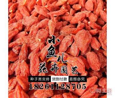 【廠家批發(fā)林木種子枸杞種子價格包發(fā)芽紅枸杞種子銷售】沭陽縣扎下鎮(zhèn)小魚兒花卉園藝場 - 產(chǎn)品庫