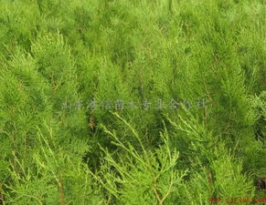 低價急售黑松小苗,黑松苗木,黑松容器苗供應(yīng)商 山東港信苗木專業(yè)合作社