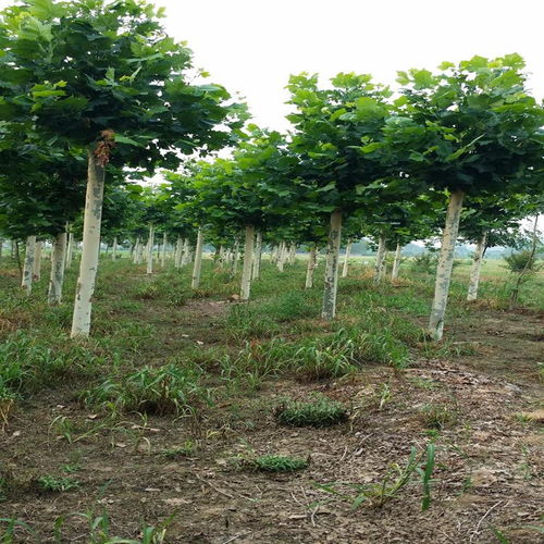 定州君濤林木育苗場 常綠樹 大喬木