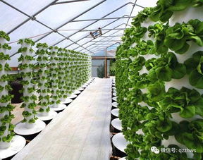 陽光板助力農業(yè)生態(tài)餐廳建設