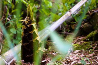 趕緊 免費送筍子了 向峨 趙家溝首屆采筍節(jié) 強勢來襲