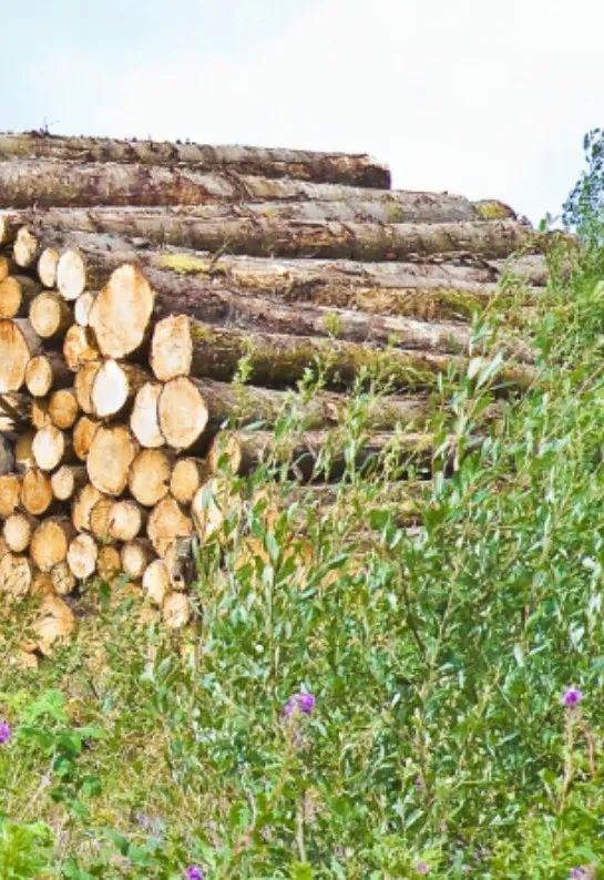 武平法院村居法官普法專欄第13期 生態(tài)環(huán)境篇