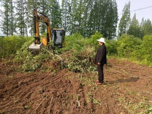康寧村 退林還耕 工作穩步推進