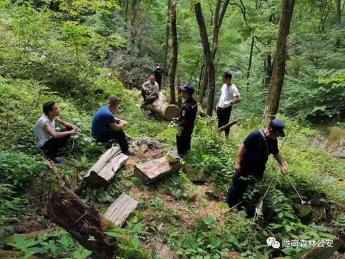 近日,康南大隊連續破獲三起盜伐林木案