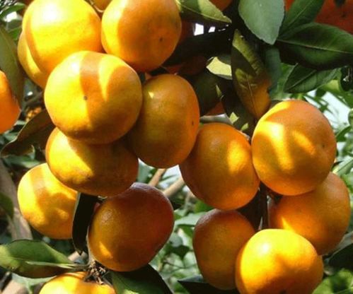 湘潭世紀(jì)紅美國糖橘種植基地詢問報價 湖南千思農(nóng)林