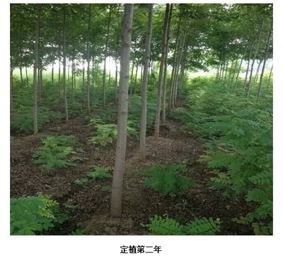 適宜貴州省黔東南地區(qū)栽種的經(jīng)濟(jì)林木有哪些