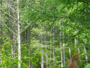 本溪市桓仁縣黑溝鄉(xiāng)石虎子村林木