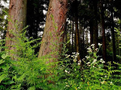 巴東:夏日綠蔥坡大美風(fēng)光