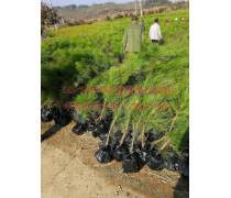 【千香百戀批發(fā)綠化專業(yè)林木種子進口濕地松種子馬尾松油松種子】沭陽春梅苗木園藝場 - 產(chǎn)品庫