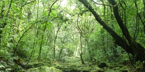 如何在自己家鄉(xiāng)的土地上搜索并識別每一棵樹