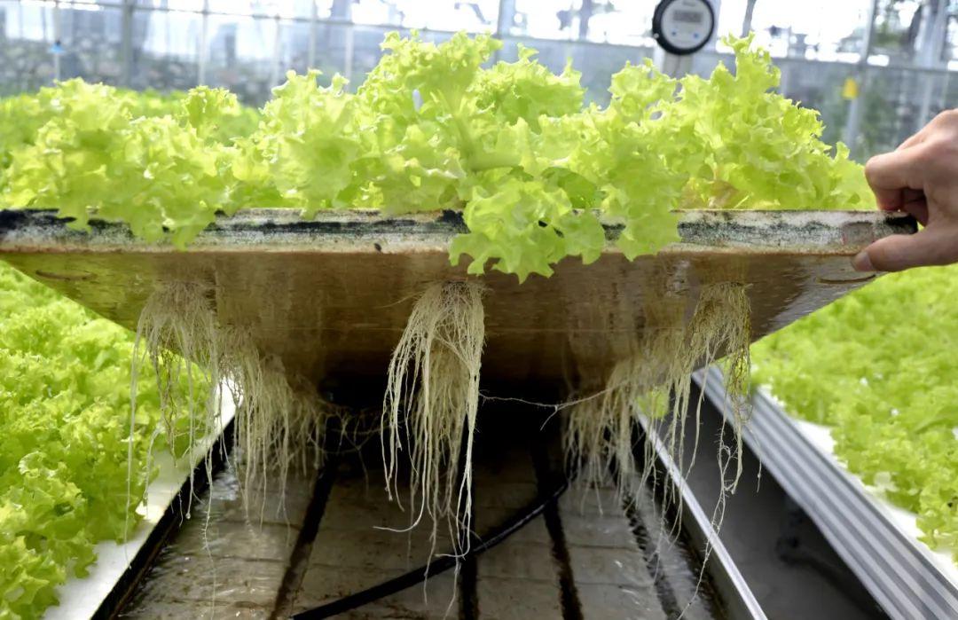 博士種蔬菜,有啥不一樣?實拍湖北省農(nóng)科院健康蔬菜創(chuàng)新工場