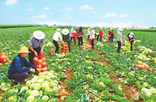 一村一品富農(nóng)家 寧縣發(fā)展特色產(chǎn)業(yè)助推精準(zhǔn)扶貧紀(jì)實