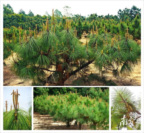 廣東十四五期間將建成9處國家重點林木良種基地 推動花卉產業高質量發展