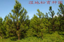 北海市林木良種蔬菜的培育 創(chuàng)新與生態(tài)結合的農業(yè)之路