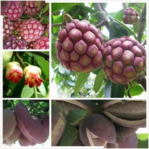 2021年度國家林草局花卉產品行業監測工作圓滿收官