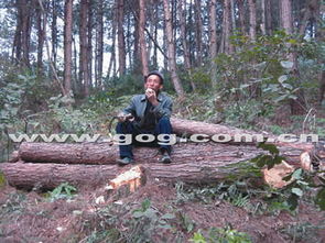 林木被盜伐，老漢不回家